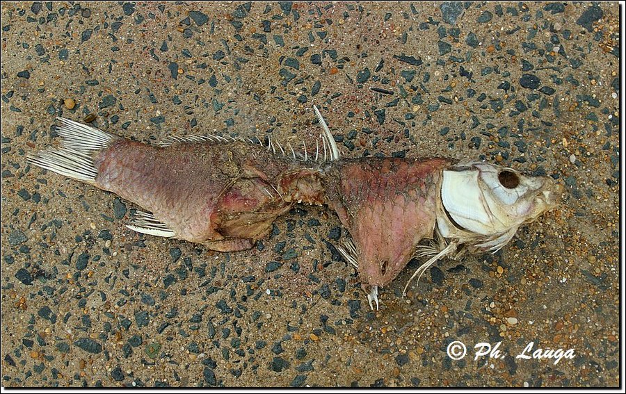 wreck-fish.jpg